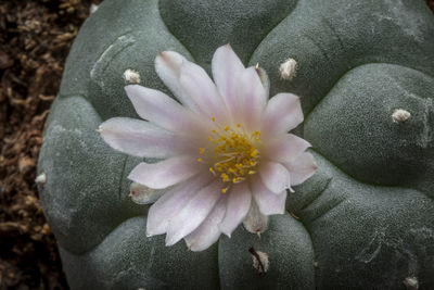 High angle view of flowering plant
