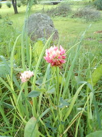 Close-up of pink flowering plants on land