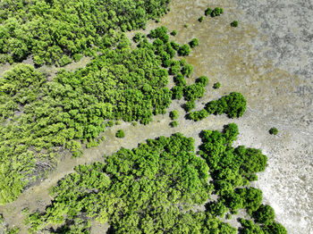 Green mangrove forest with morning sunlight. mangrove ecosystem. natural carbon sinks. mangroves