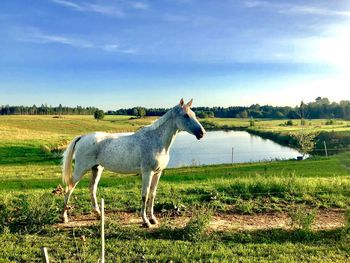 White horse next to lake, good weather