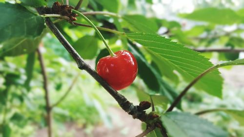 Close-up of red berries on tree
