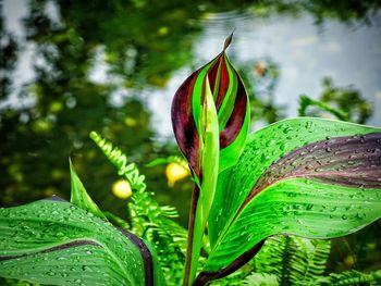 Close-up of fresh green plant with water lily