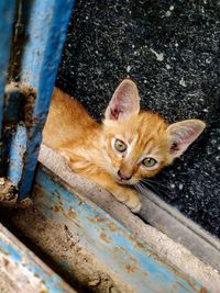 High angle view portrait of cat relaxing on metal