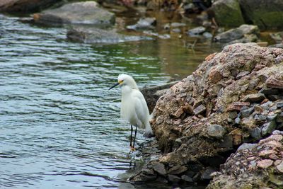 White bird perching on rock by lake