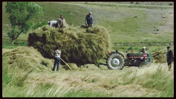 grass, field, transfer print, rural scene, agriculture, landscape, farm, auto post production filter, men, grassy, lifestyles, harvesting, leisure activity, domestic animals, livestock, transportation, land vehicle, crop