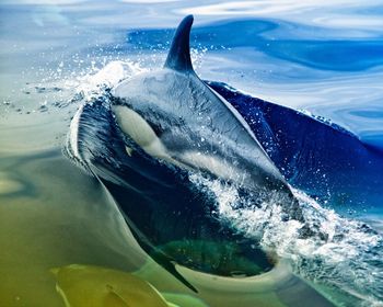 Side view of a dolphin jumping in water