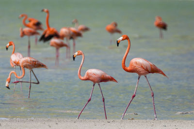 Flock of birds in the sea