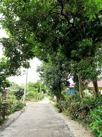 Road amidst trees in park