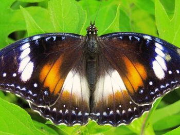 Close-up of butterfly on leaf