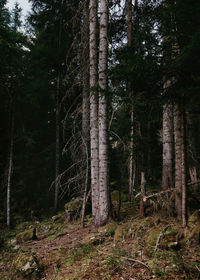 Trees on field in forest