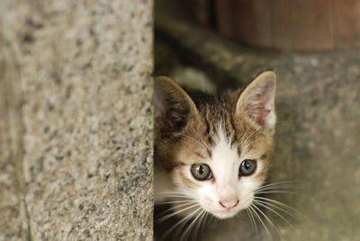 Close-up portrait of tabby kitten