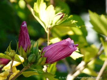 Close-up of pink flowering plant