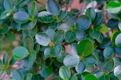 High angle view of green leaves on plant