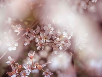 Close-up of pink cherry blossom