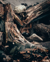 Fox looking away amidst tree trunks