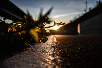 Close-up of plant on the side of the road