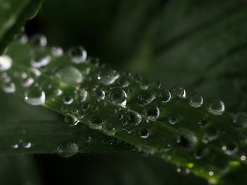 Close-up of wet plant leaves during rainy season