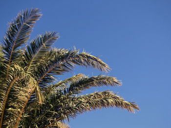 Low angle view of palm tree against clear blue sky