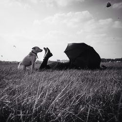 Dog standing on field against cloudy sky