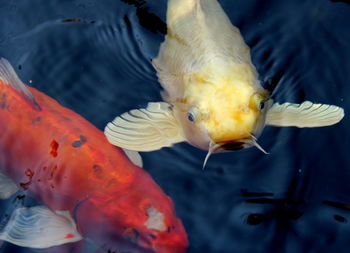 Close-up of fish swimming in water