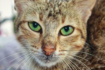 Close-up portrait of cat