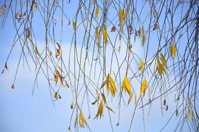 Low angle view of yellow leaves on branch against sky