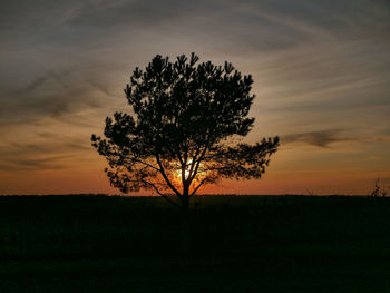 Silhouette tree on field against sky during sunset