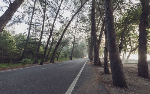 Empty road along trees in forest