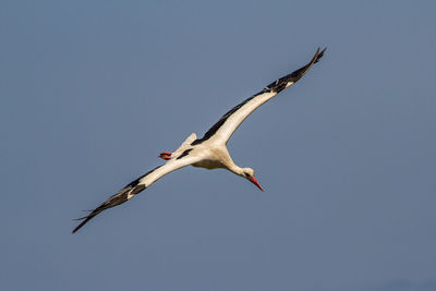 Low angle view of seagull flying in sky