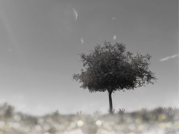 Low angle view of tree against sky