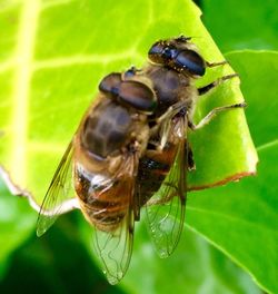 Close-up of insect on leaf