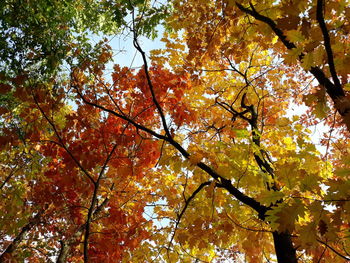 Low angle view of autumnal trees against sky