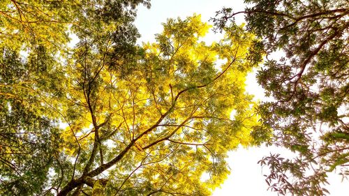 Low angle view of tree in autumn