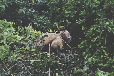 View of a dog in forest