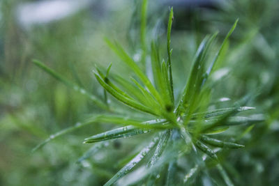 Close-up of wet plant