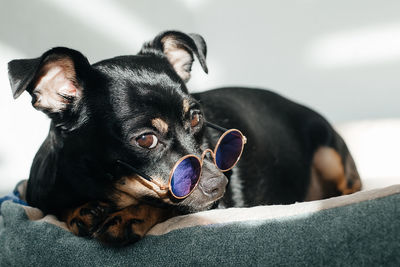 Close-up portrait of dog