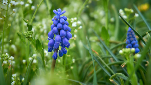 Close-up of purple flowering plants