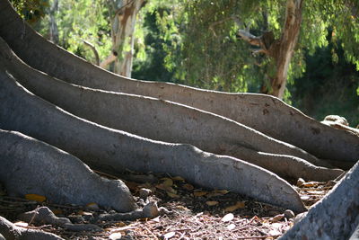 Trees in forest