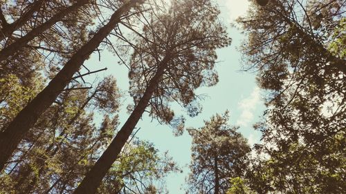 Low angle view of trees against sky