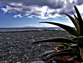 Close-up of beach against sky