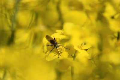 Close-up of insect on yellow flower