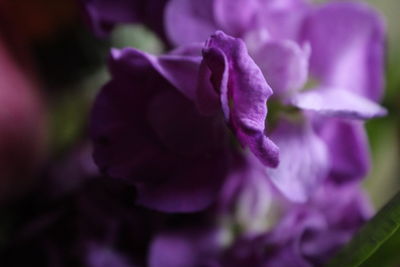 Close-up of purple flowers blooming outdoors