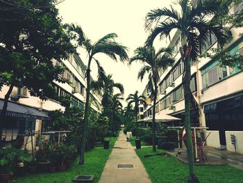 Footpath leading towards palm trees