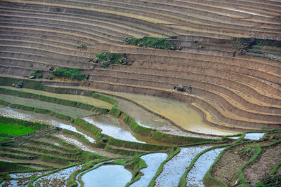 High angle view of agricultural field