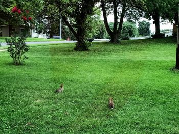 Bird on grassy field