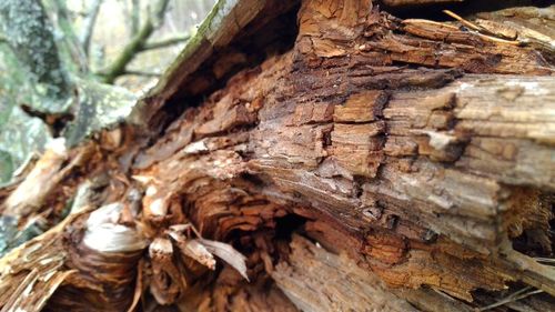 Close-up of tree trunk