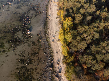 High angle view of trees on beach