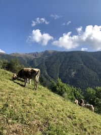 Cows in a field