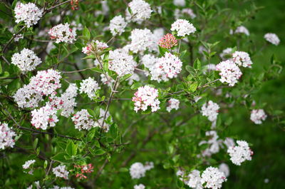 Close-up of white flowering plants