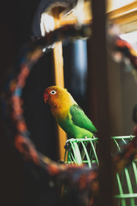 Close-up of bird perching on feeder